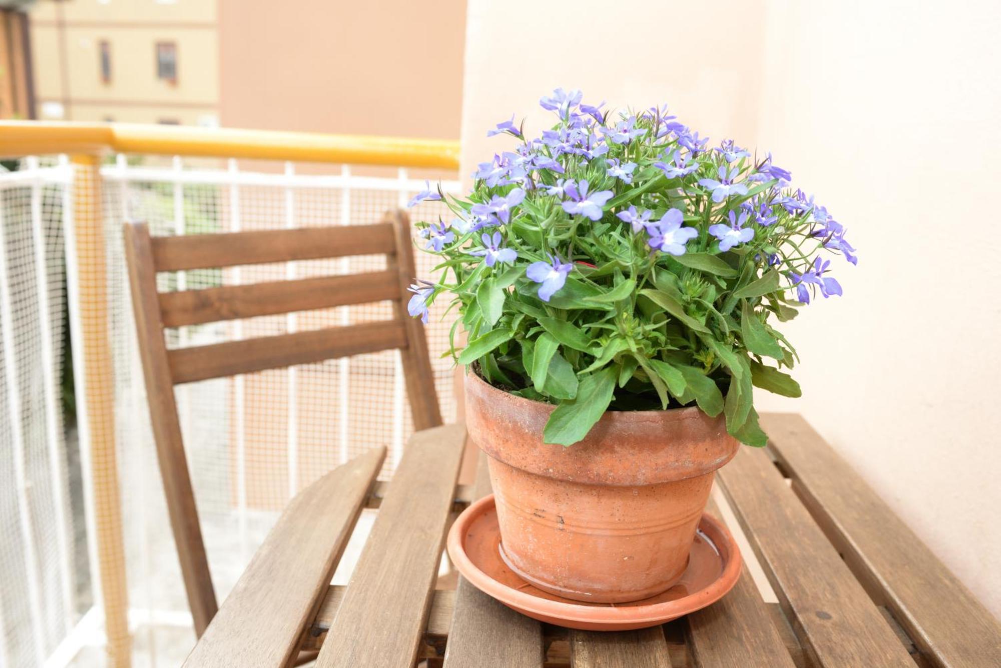 Apartment Locazione Turistica Di Carlo *